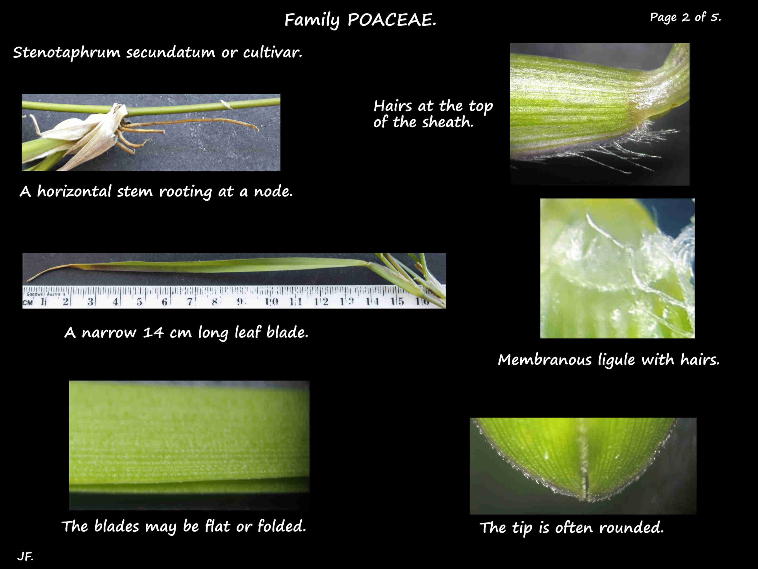 2 Buffalo grass leaves & ligule